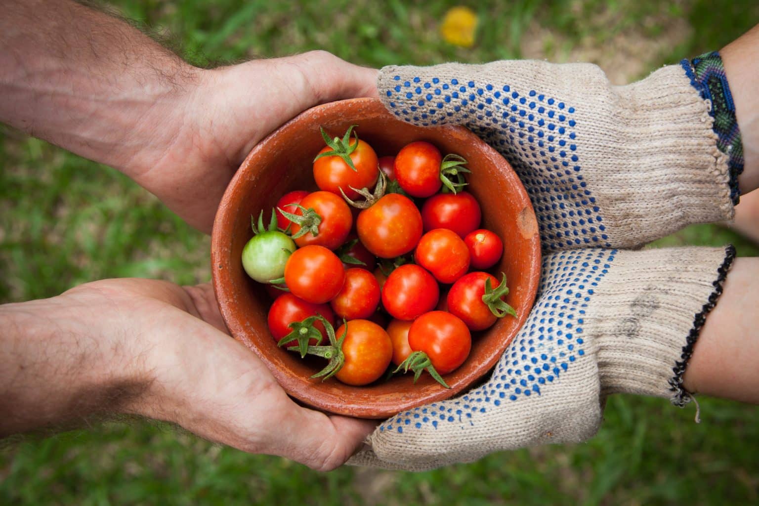 Maldon Stay at Home, Grow Your Own